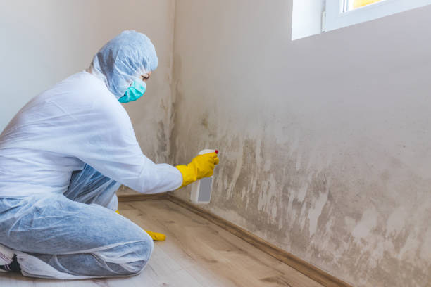 Licensed Mold Inspection service in Sterling, GA - WQB Mold Removal